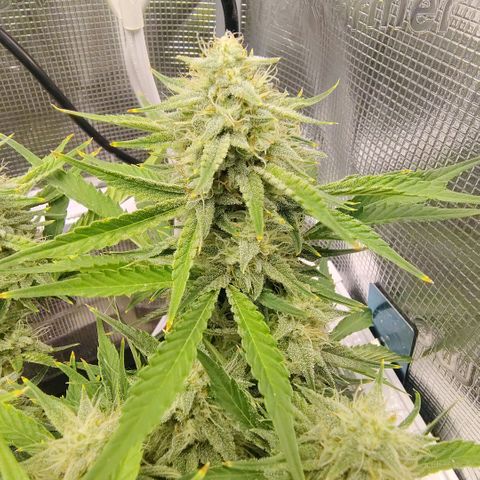 Franken parm growlog photo: Thinned out for air flow and light penetration