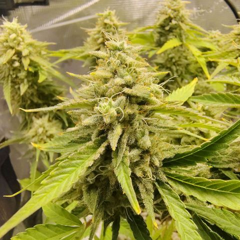 Franken parm growlog timeline photo