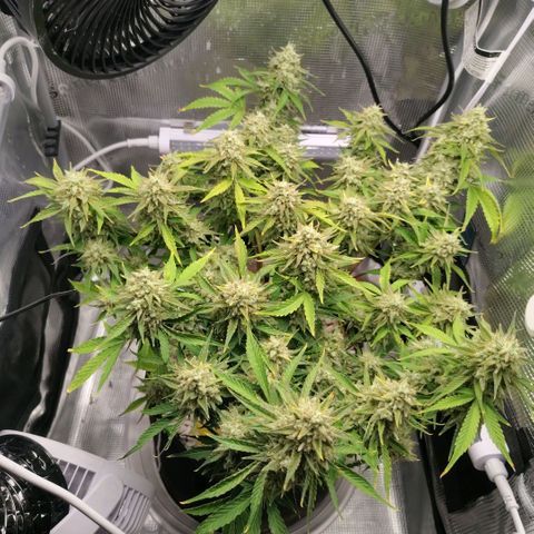 Franken parm growlog timeline photo