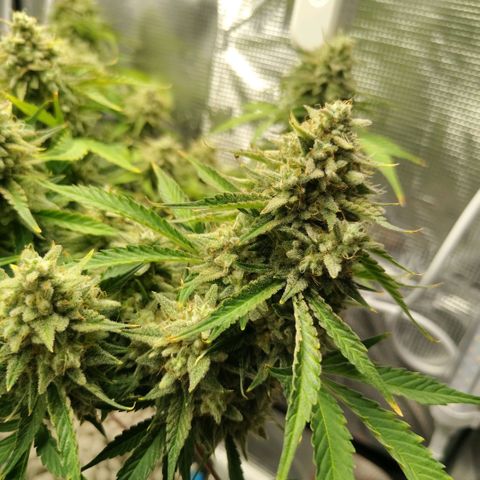 Franken parm growlog timeline photo