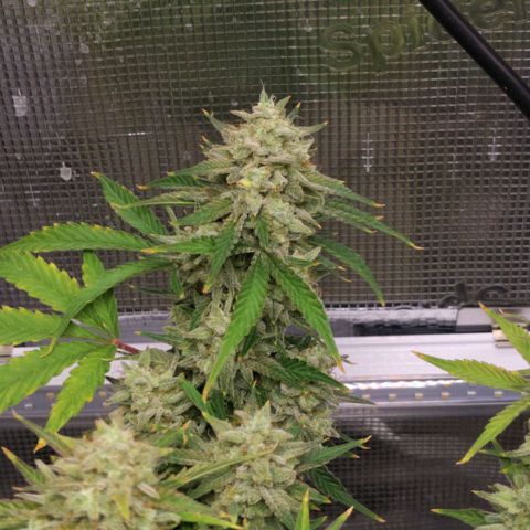 Franken parm growlog timeline photo