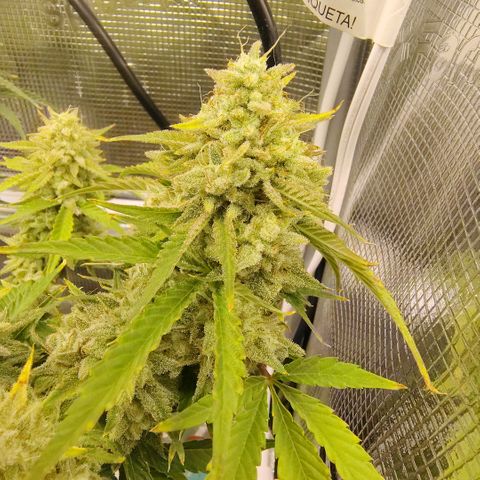 Franken parm growlog timeline photo