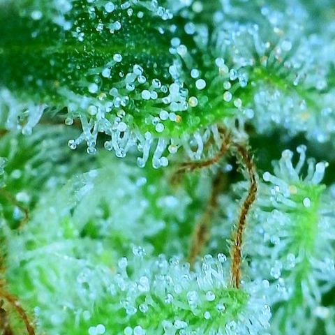 Franken parm growlog photo: Checking again in 3 days