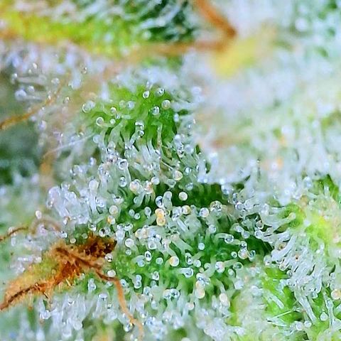 Franken parm growlog photo: Checking again in 3 days