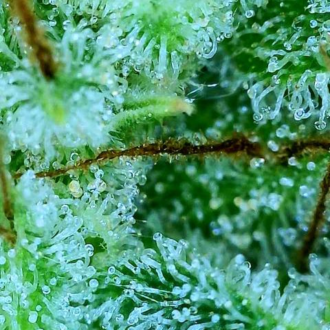 Franken parm growlog photo: Checking again in 3 days