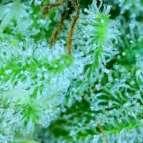 Franken parm growlog photo: Checking again in 3 days