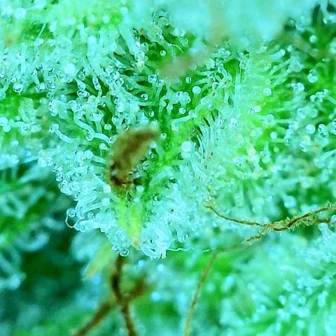 Franken parm growlog photo: Checking again in 3 days