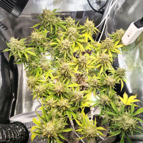 Franken parm growlog timeline photo