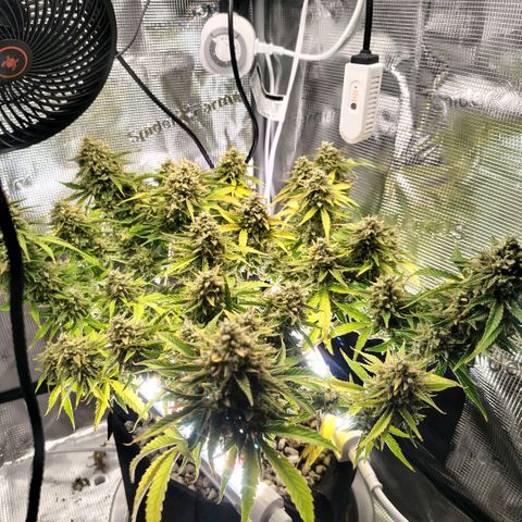 Franken parm growlog timeline photo