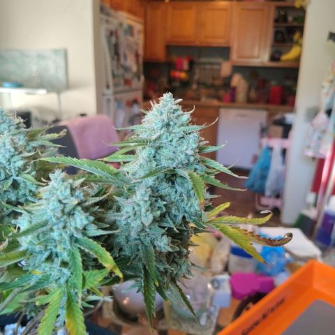 Franken parm growlog timeline photo