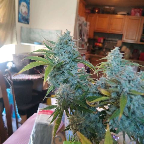 Franken parm growlog timeline photo