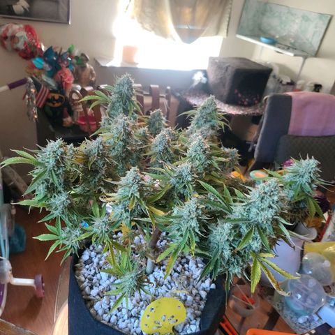 Franken parm growlog timeline photo