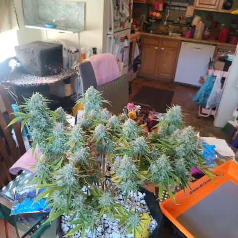 Franken parm growlog timeline photo