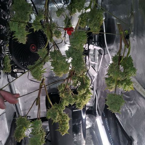 Franken parm growlog photo: Harvest and wet trim