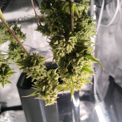 Franken parm growlog photo: Harvest and wet trim
