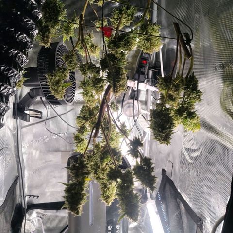 Franken parm growlog photo: Harvest and wet trim