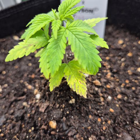 Fruit Spirit #1 growlog timeline photo