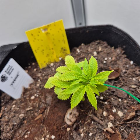 Fruit Spirit #1 growlog timeline photo