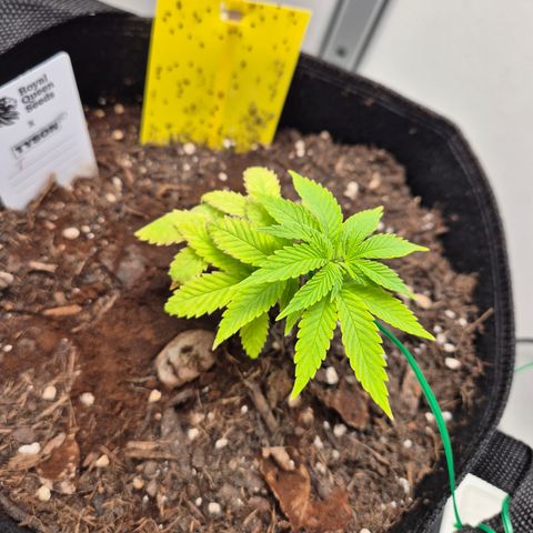 Fruit Spirit #1 growlog timeline photo