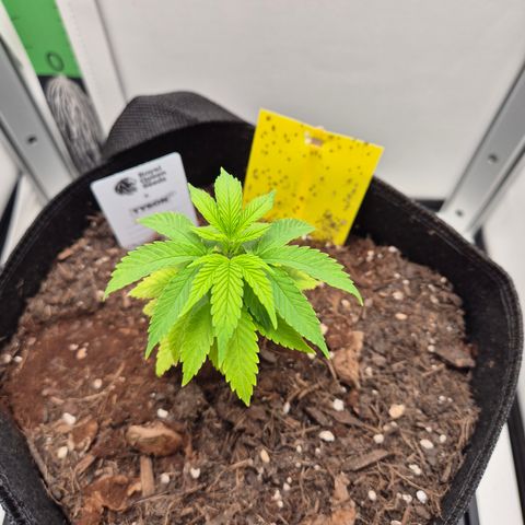 Fruit Spirit #1 growlog timeline photo
