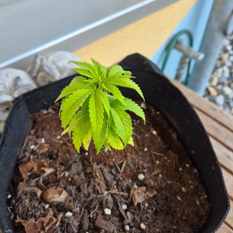 Fruit Spirit #1 growlog timeline photo