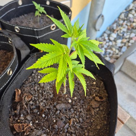 Fruit Spirit #1 growlog timeline photo