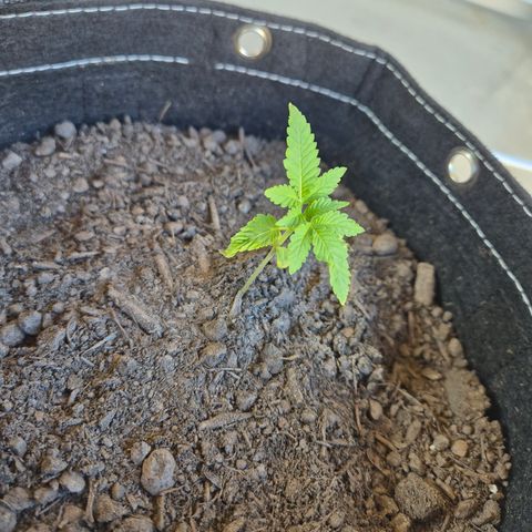 Fruit Spirit #2 growlog timeline photo