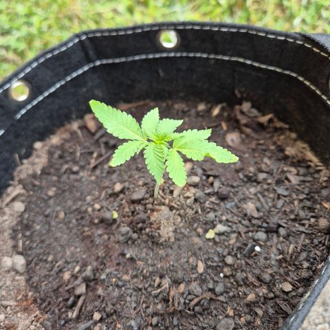 Fruit Spirit #2 growlog timeline photo