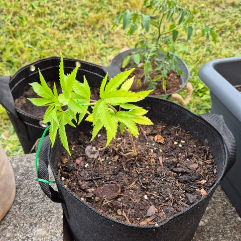 Fruit Spirit #1 growlog timeline photo