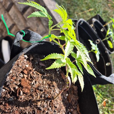 Fruit Spirit #1 growlog timeline photo