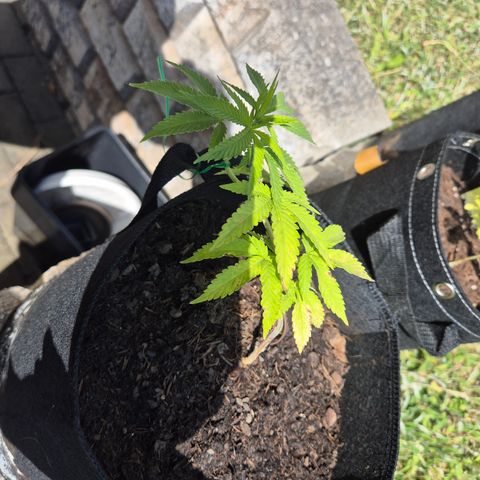 Fruit Spirit #1 growlog timeline photo