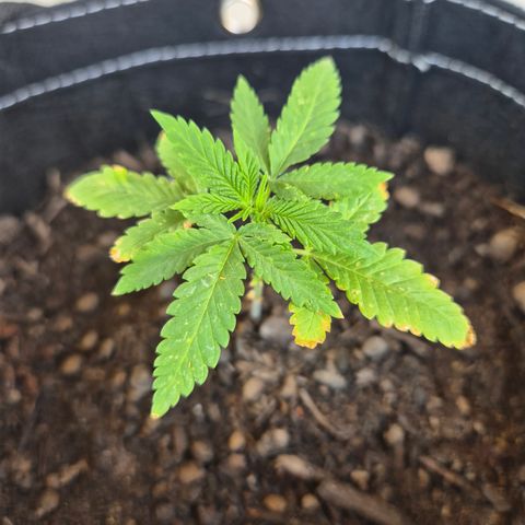 Fruit Spirit #2 growlog timeline photo