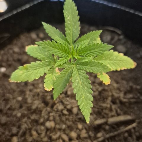 Fruit Spirit #2 growlog timeline photo