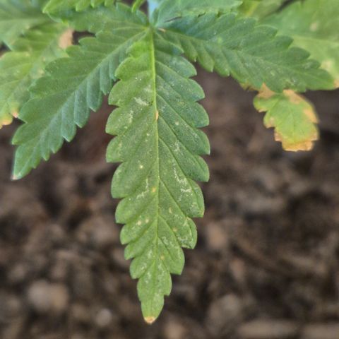 Fruit Spirit #2 growlog timeline photo