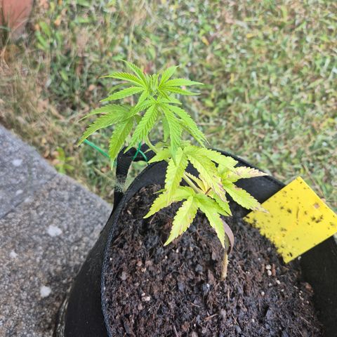 Fruit Spirit #1 growlog timeline photo