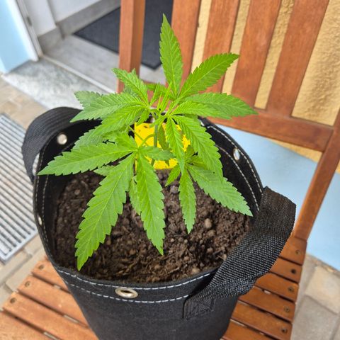 Fruit Spirit #2 growlog timeline photo