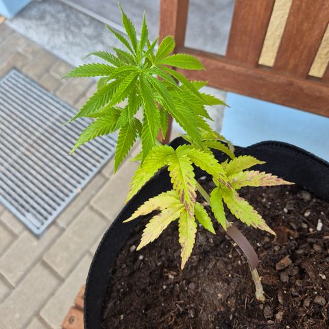 Fruit Spirit #1 growlog timeline photo
