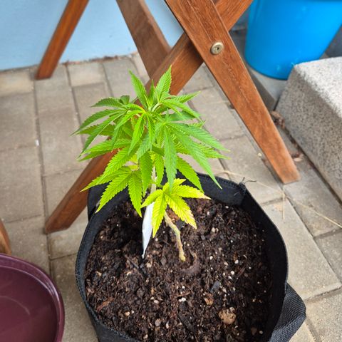 Fruit Spirit #1 growlog timeline photo