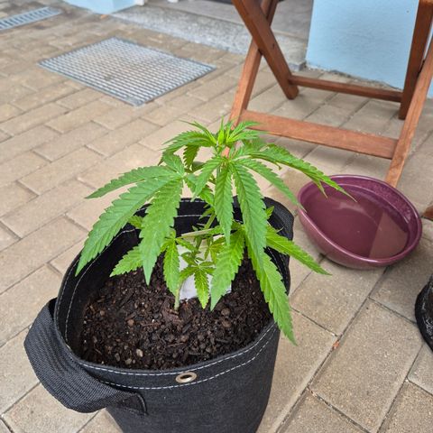 Fruit Spirit #2 growlog timeline photo