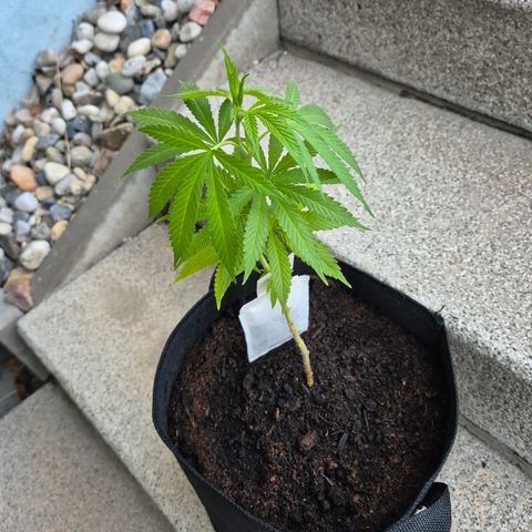 Fruit Spirit #1 growlog timeline photo