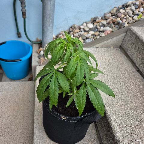 Fruit Spirit #2 growlog timeline photo