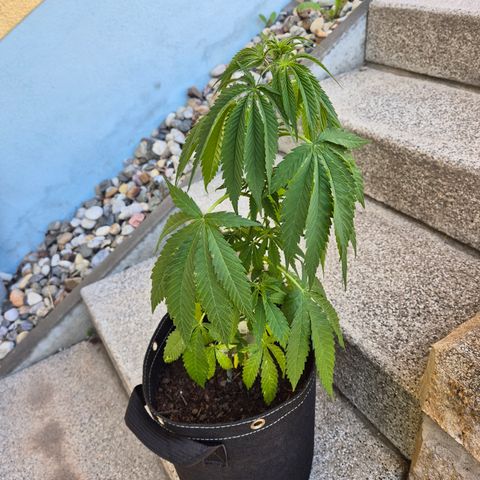 Fruit Spirit #2 growlog timeline photo