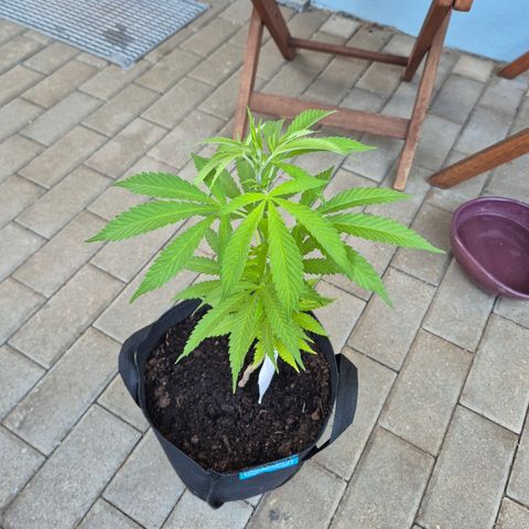 Fruit Spirit #1 growlog timeline photo