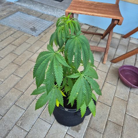 Fruit Spirit #2 growlog timeline photo