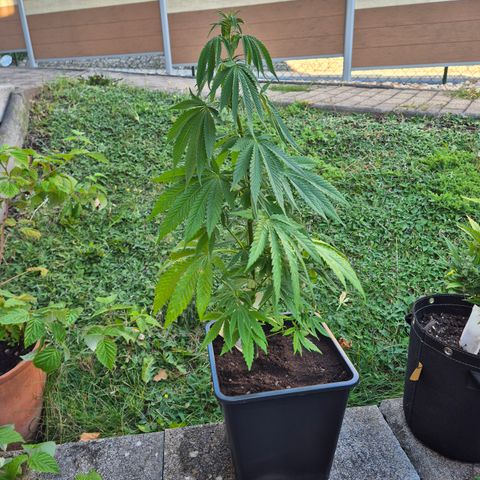 Fruit Spirit #2 growlog timeline photo