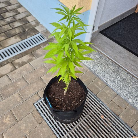 Fruit Spirit #1 growlog timeline photo