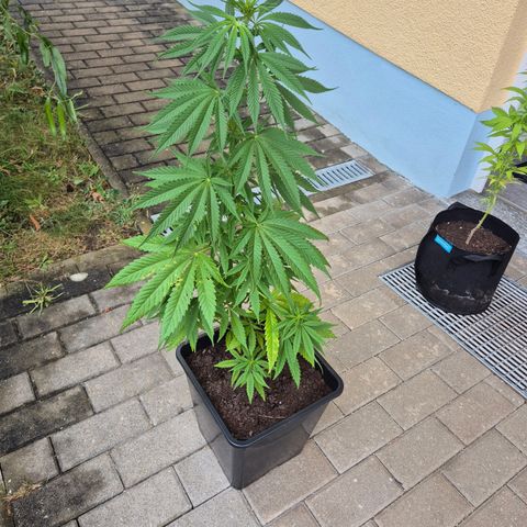 Fruit Spirit #2 growlog timeline photo