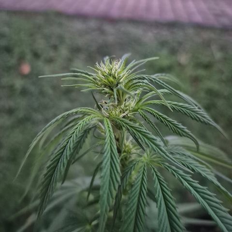 Fruit Spirit #2 growlog timeline photo