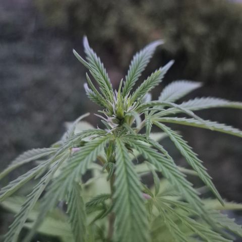 Fruit Spirit #1 growlog timeline photo