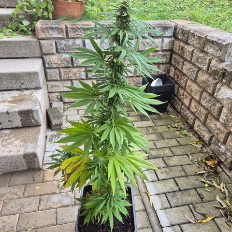 Fruit Spirit #2 growlog timeline photo
